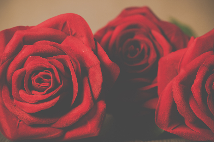 ורדים של אהבה